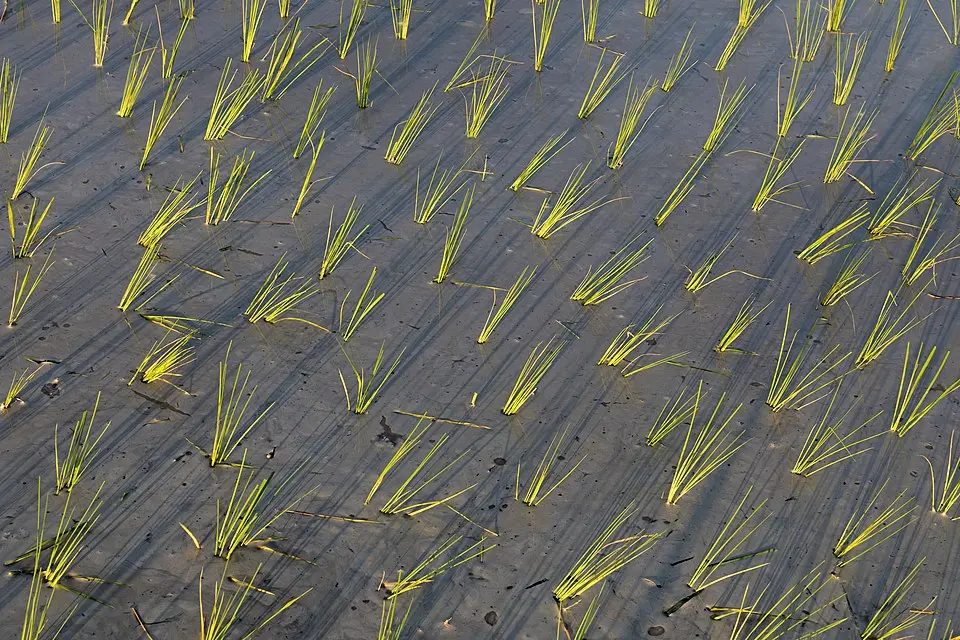 960px-Green_rice_sheaves_planted_in_a_paddy_field_with_long_shadows_at_golden_hour_in_Don_Det_Laos